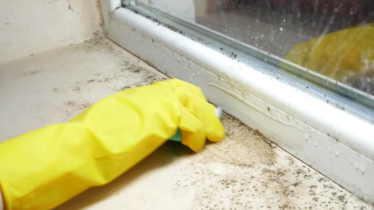 Best Environmental Consulting for Mold Prevention  in Farmersville, TX